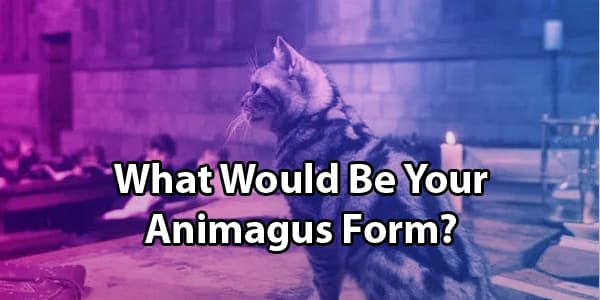 Animagus quiz