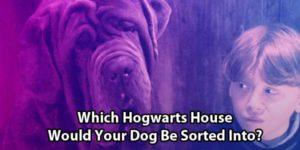 Harry Potter Dog Quiz: Where Would Your Puppy Be Sorted?