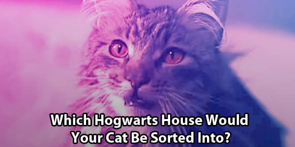 Harry Potter Cat Quiz